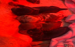 Miniature Dachshund dogs for sale: Miniature daschunds   - Image 9