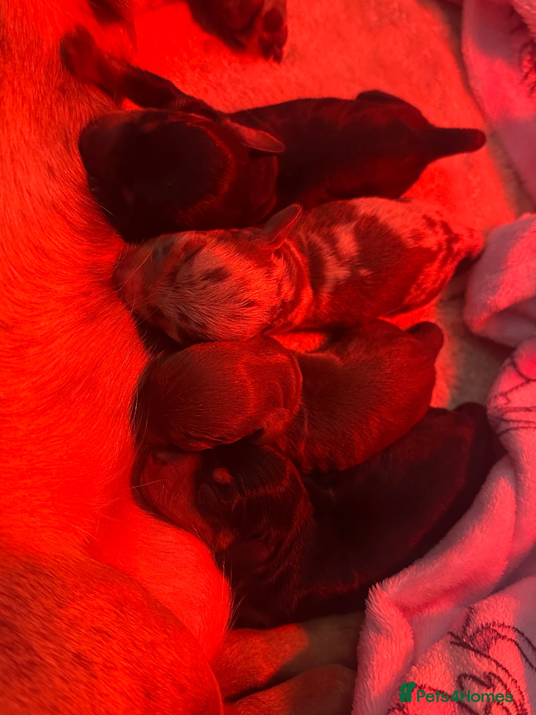 Miniature Dachshund dogs for sale: Miniature daschunds   - Image 9