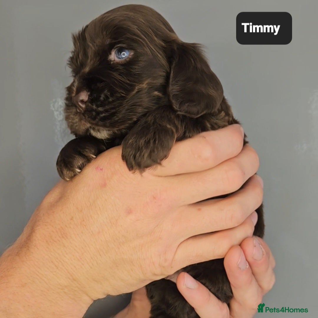 Cocker Spaniel dogs for sale: Exceptional Pedigree Kc Champion Show Cockers - Image 20