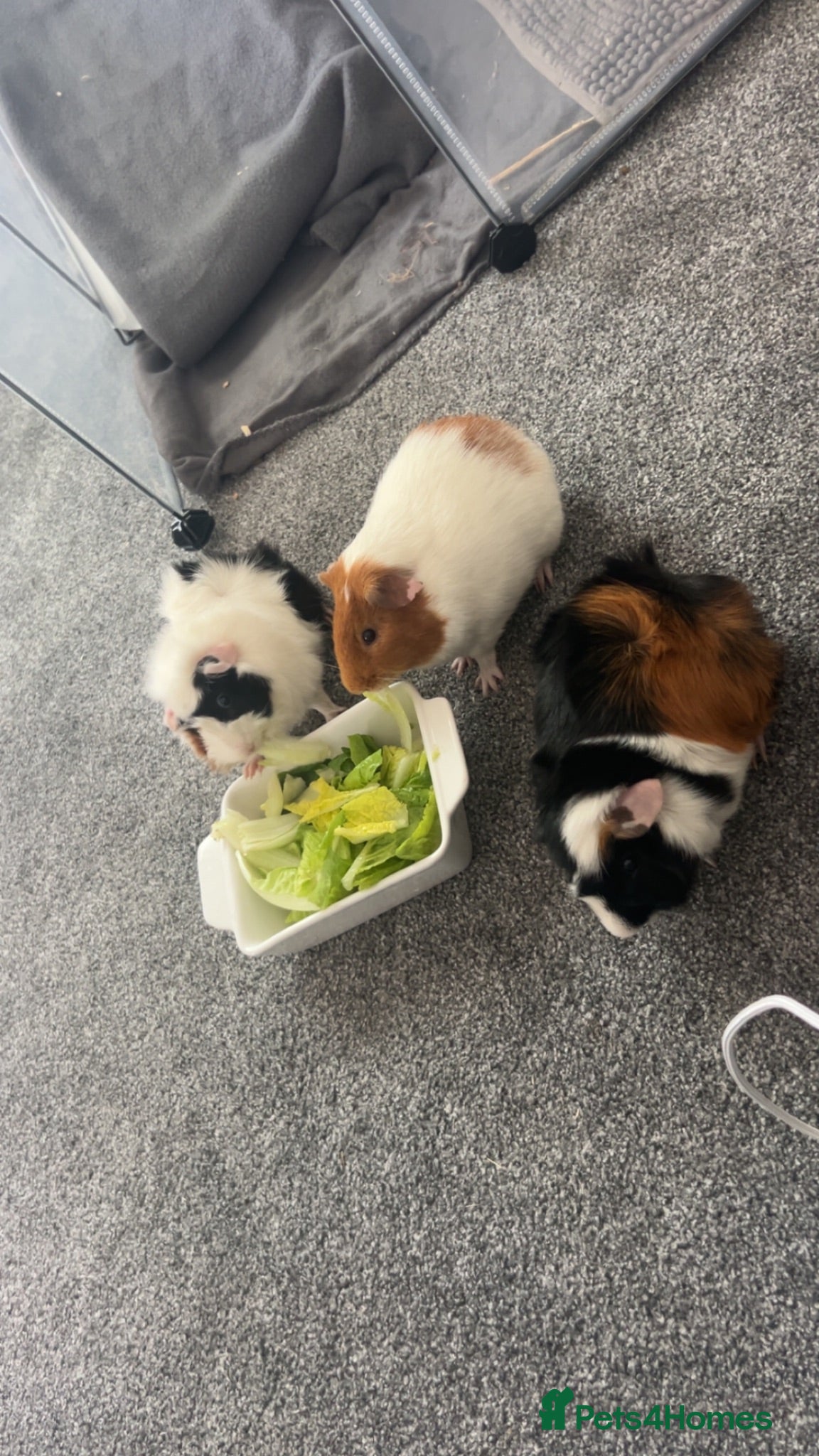 Guinea Pig rodents Male guinea pigs - Advert 1