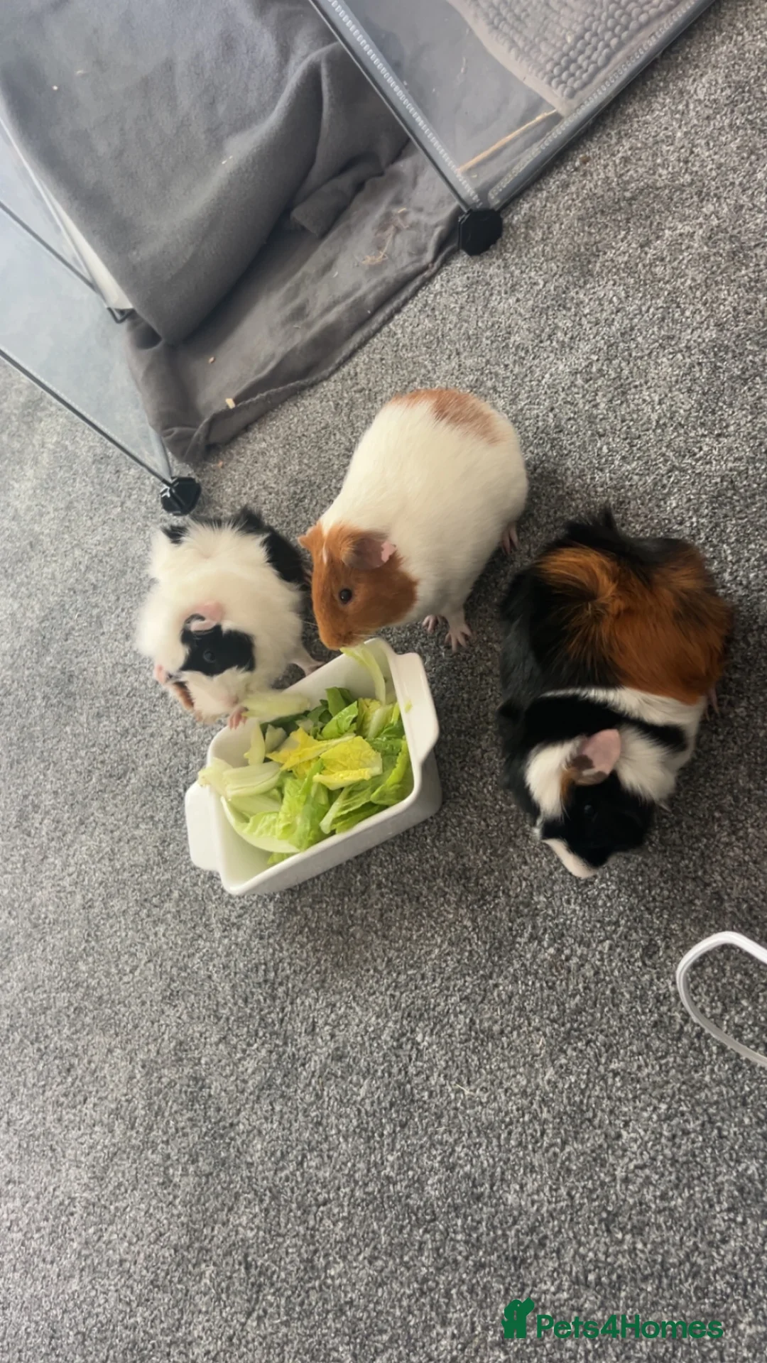 Guinea Pig rodents for sale: Male guinea pigs in Loughborough - Advert 1