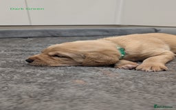 Labrador Retriever dogs for sale: Gorgeous Yellow Labrador Puppies - Image 29
