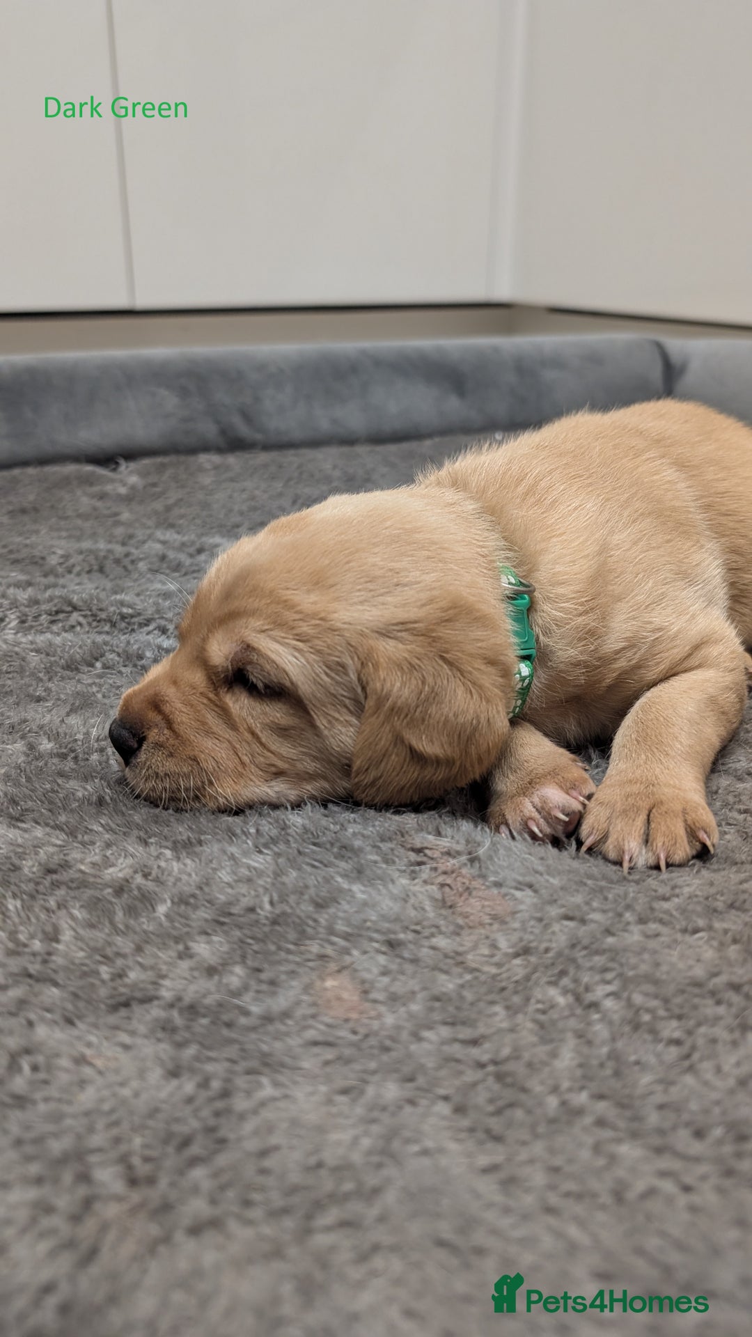 Labrador Retriever dogs for sale: Gorgeous Yellow Labrador Puppies - Image 29