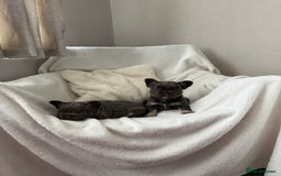 French Bulldog dogs for sale: Fluffy French bull dogs  - Image 4