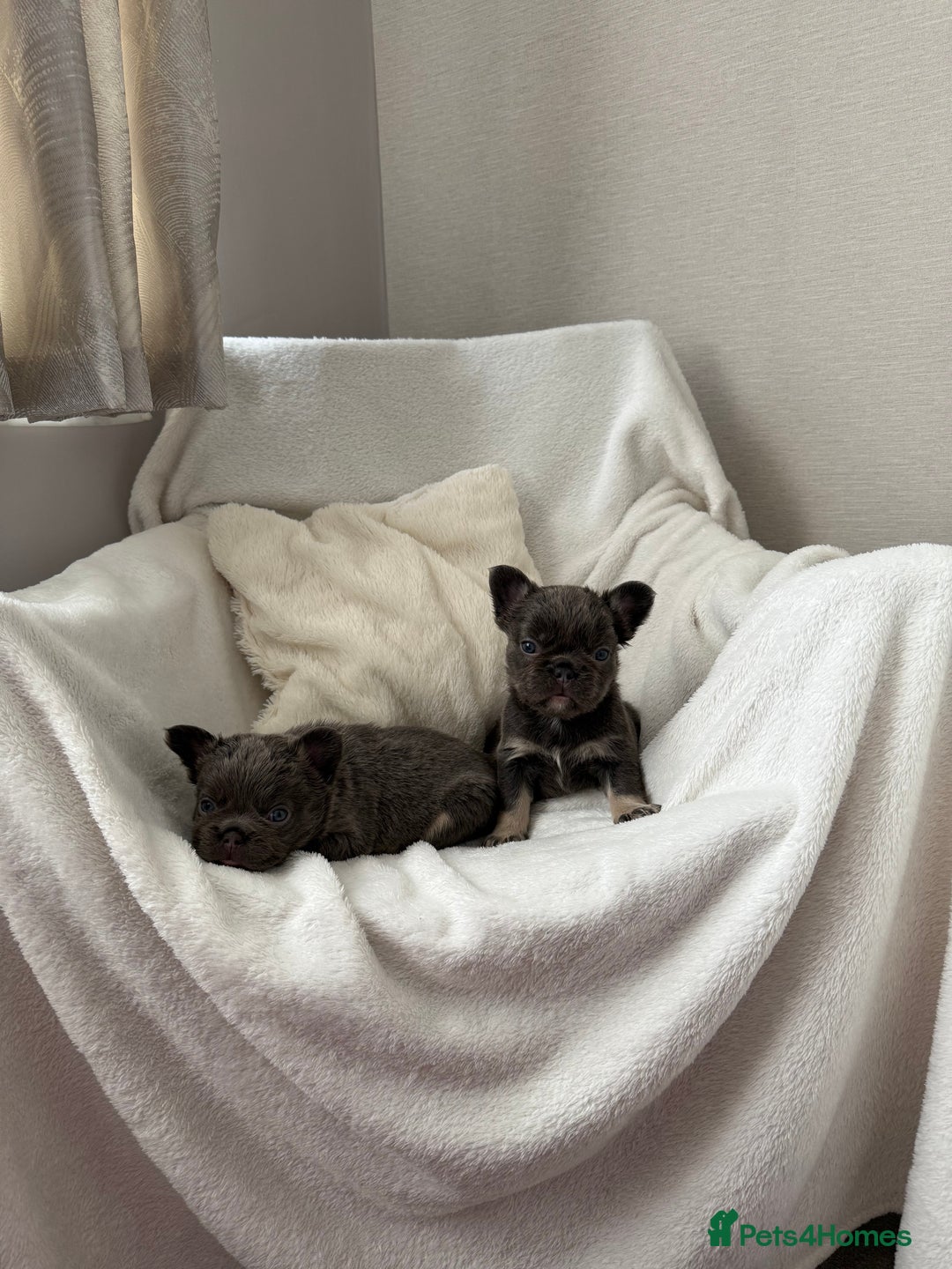 French Bulldog dogs for sale: Fluffy French bull dogs  - Image 4