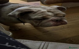 Olde English Bulldogge dogs for sale: Old English Bull dog-Requires re-homing - Image 2
