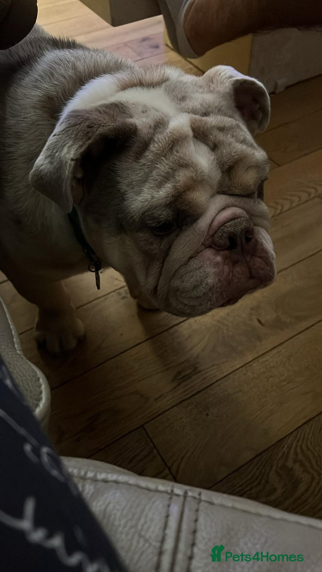 Olde English Bulldogge dogs for sale: Old English Bull dog-Requires re-homing - Image 2