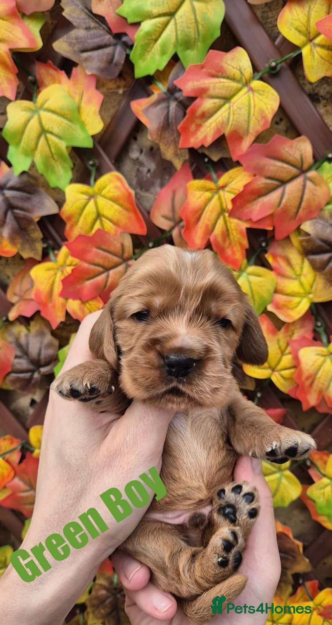 Cocker Spaniel dogs for sale: Superb golden show type cocker spaniel puppies  - Advert 7