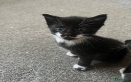 Mixed Breed cats for sale: Black and white Mixed breed kittens - Image 2