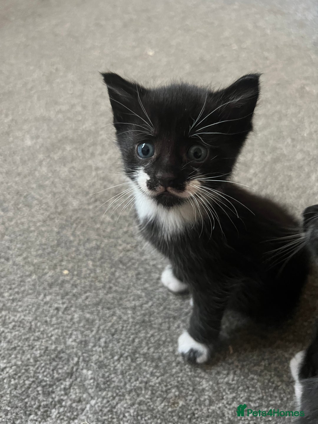 Mixed Breed cats for sale: Black and white Mixed breed kittens - Image 2