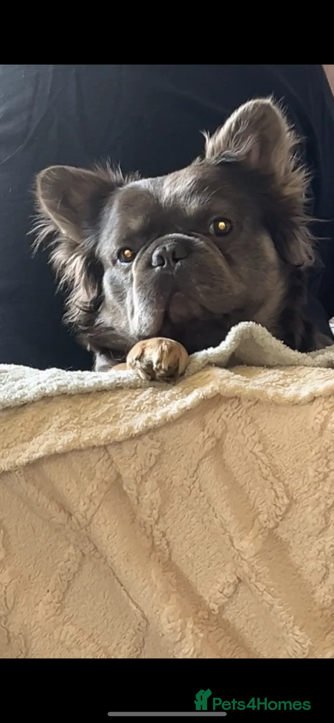 French Bulldog dogs for sale: Male fluffy frenchie  in Oldham - Advert 2