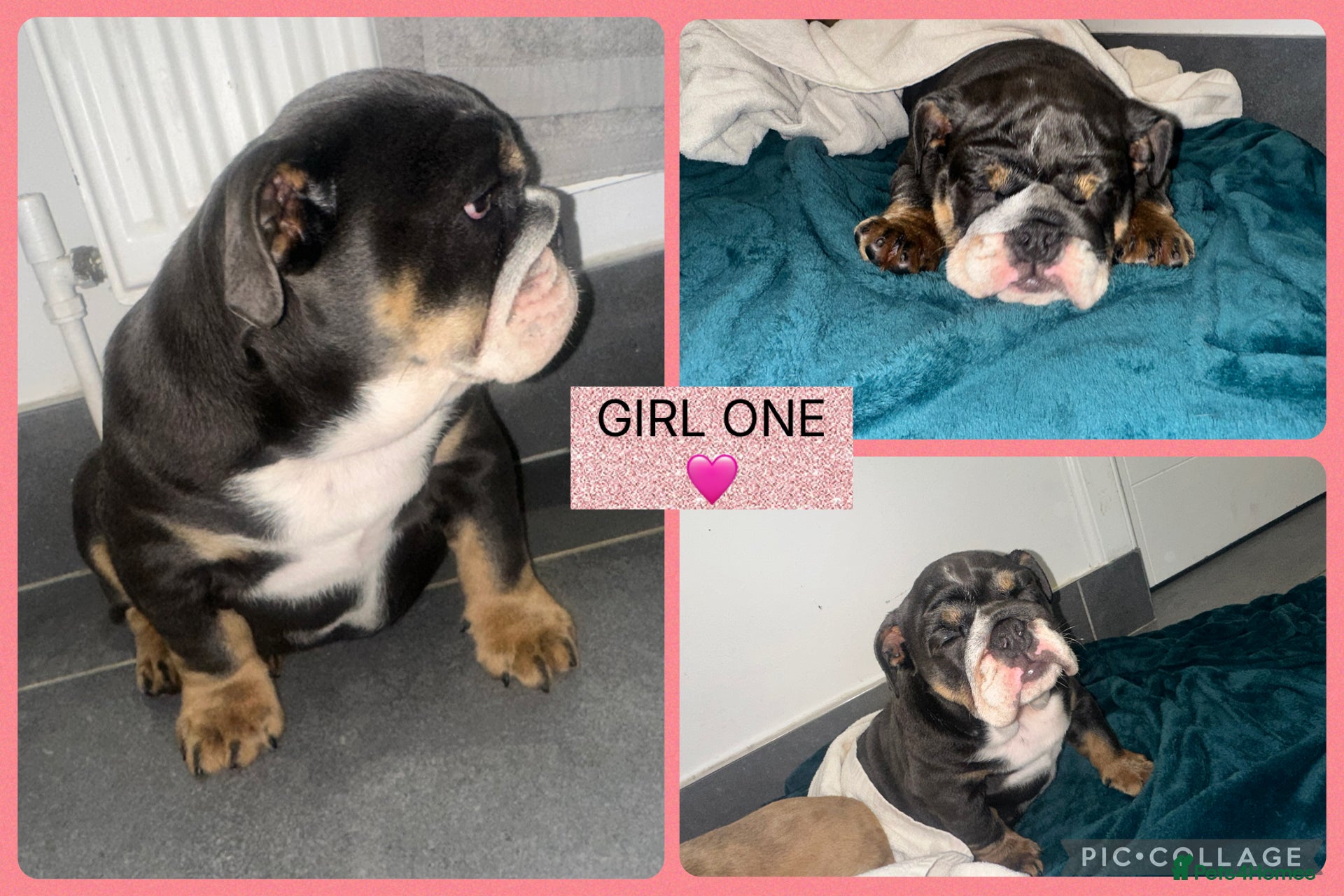 English Bulldog dogs ENGLISH BULLDOG PUPPIES FOR SALE🩷💙 - Advert 2