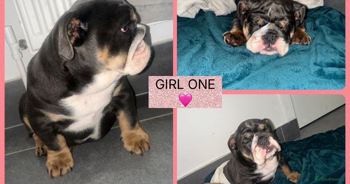 ENGLISH BULLDOG PUPPIES FOR SALE🩷💙 for sale in Tranent Pets4Homes