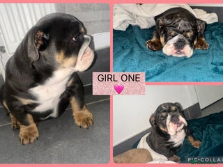 English Bulldog dogs - Advert 3