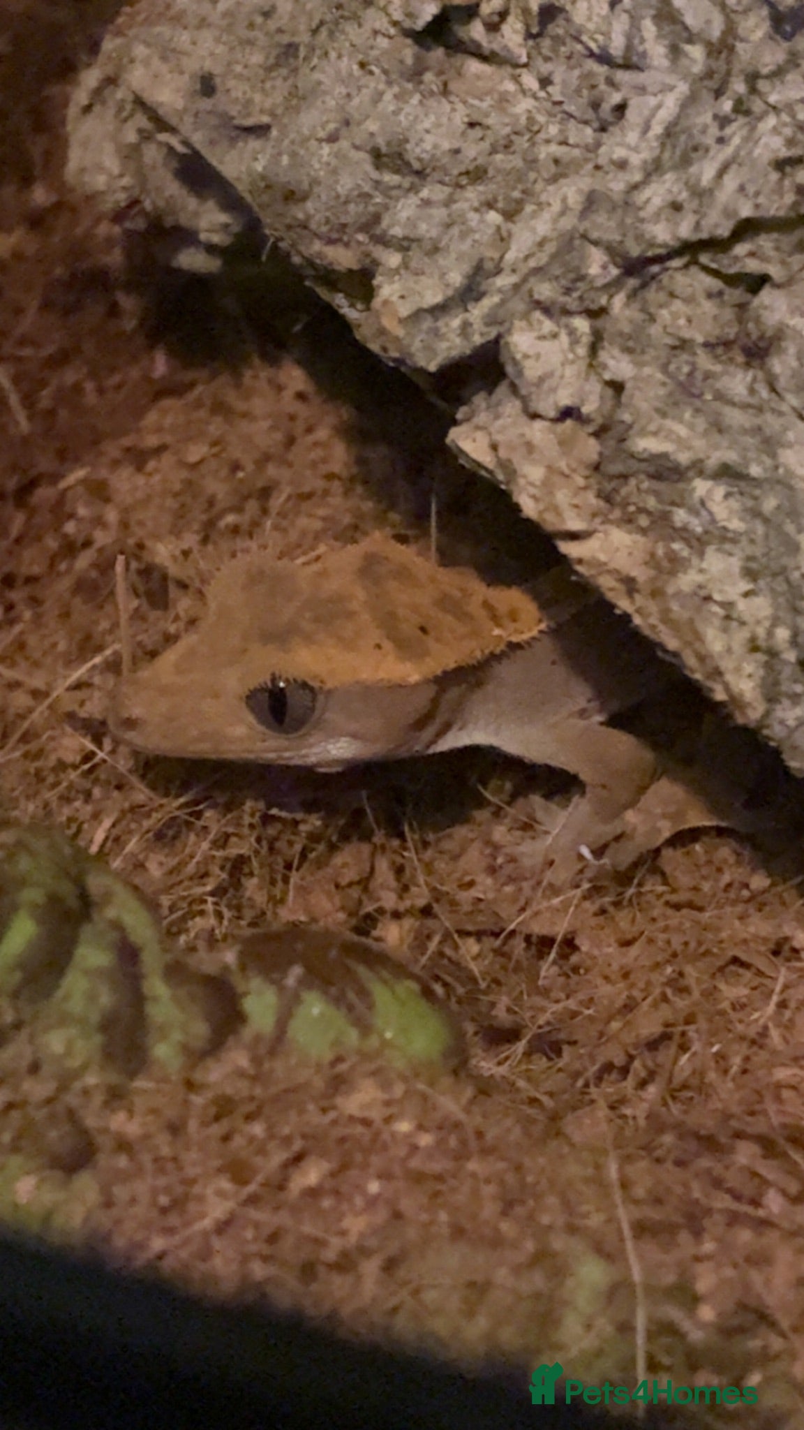 Gecko reptiles Crested gecko and setup  - Advert 1
