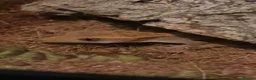 Gecko reptiles for sale: Crested gecko and setup  - Advert 1