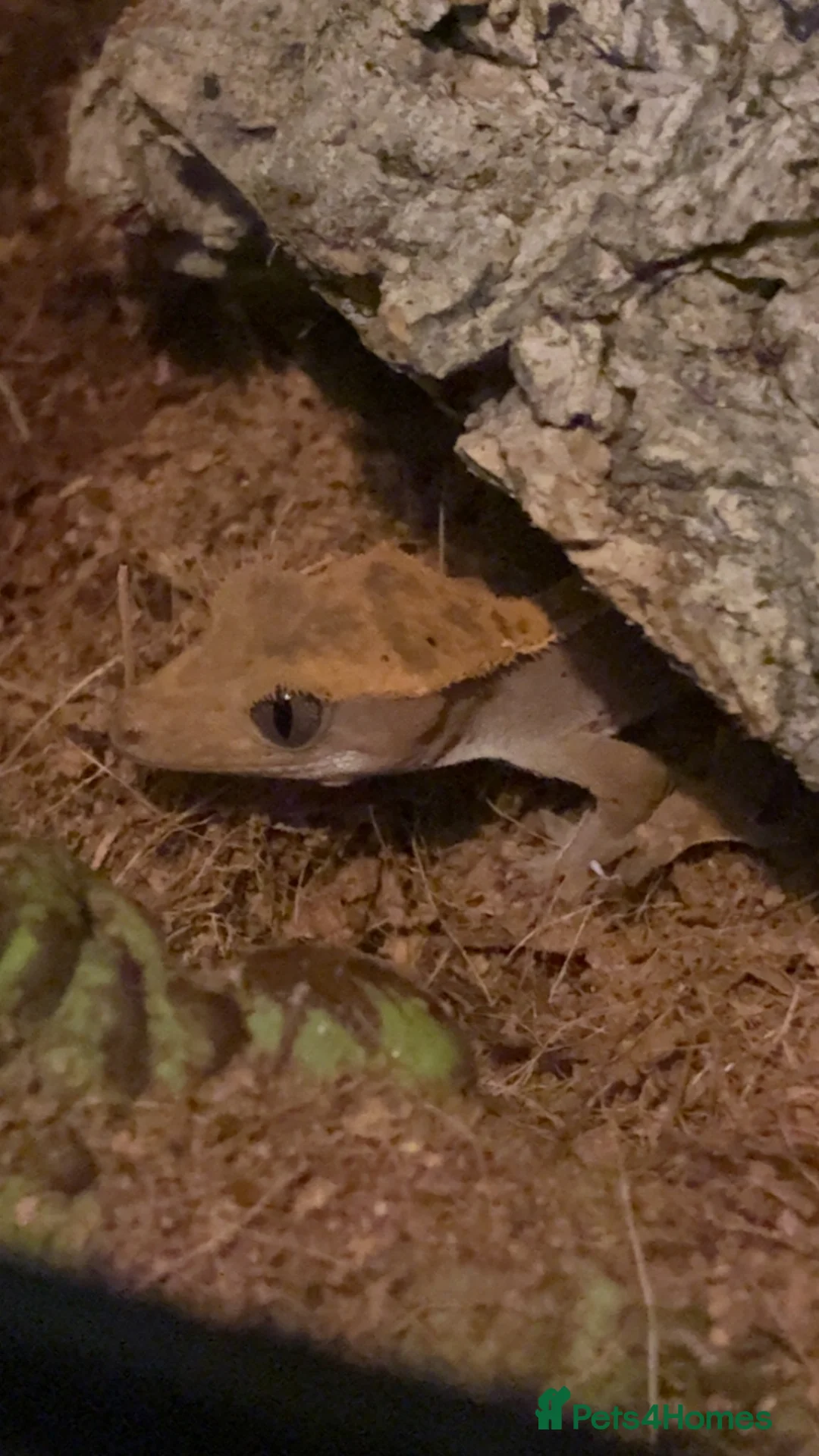 Gecko reptiles for sale: Crested gecko and setup  - Advert 1