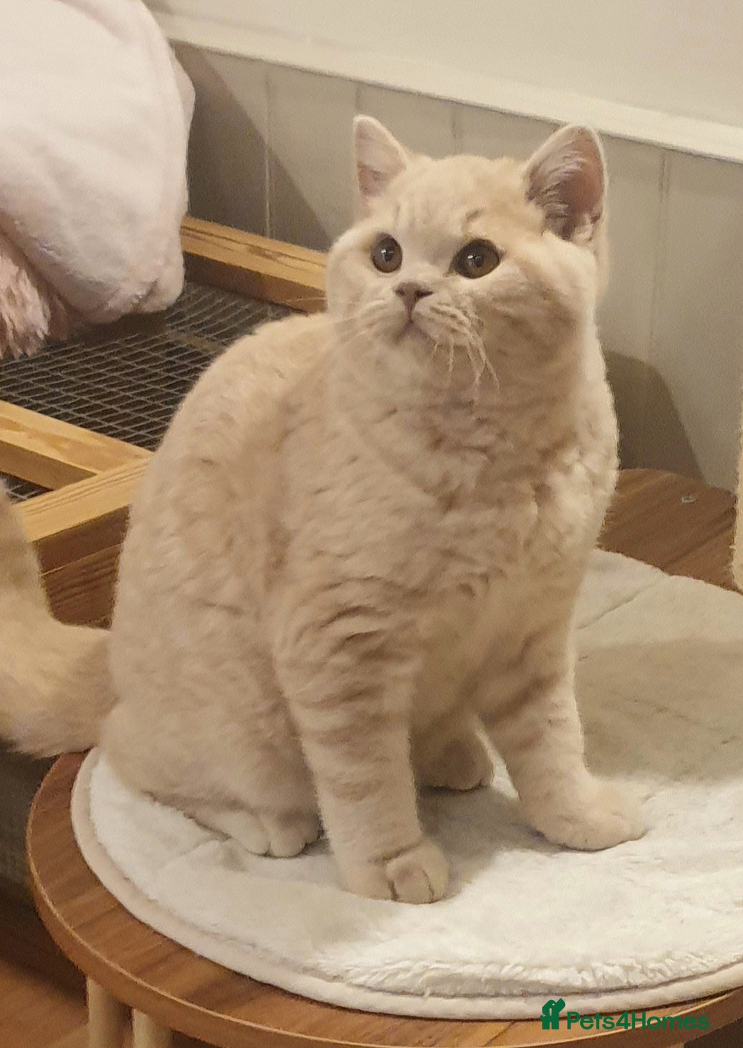 British Shorthair cats Beautiful Cream BSH Kitten (neutered) - Advert 12