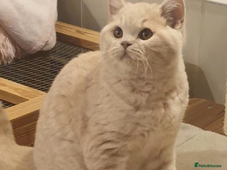 British Shorthair cats Beautiful Cream BSH Kitten (neutered) - Advert 4