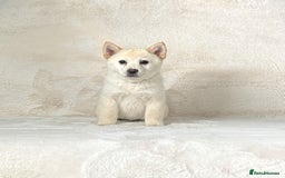 Siberian Husky dogs for sale: Stunning exotic colour chowsky puppies for sale - Image 35