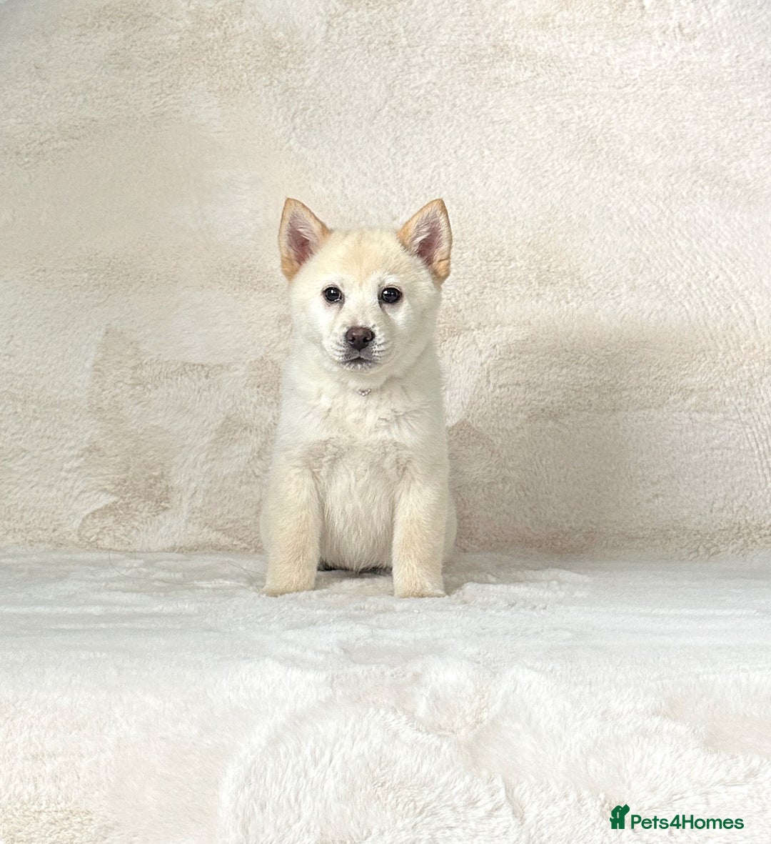 Siberian Husky dogs for sale: Stunning exotic colour chowsky puppies for sale - Image 35