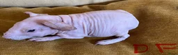 Guinea Pig rodents for sale: Skinny pig pups. Boys only  - Advert 10