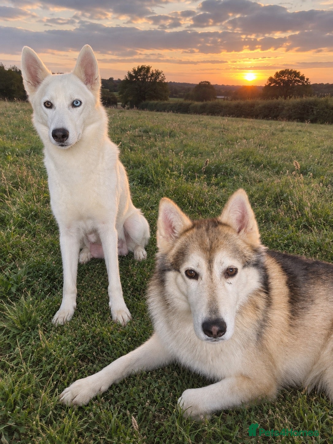 Siberian Husky dogs Stunning puppies ready to leave  - Advert 2
