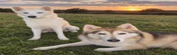 Siberian Husky dogs for sale: Stunning puppies ready to leave  - Advert 2
