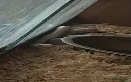 Corn Snake reptiles for sale: Albino corn snake - Image 2