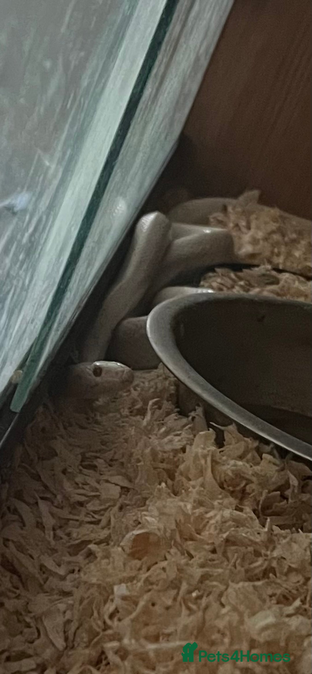 Corn Snake reptiles for sale: Albino corn snake - Image 2