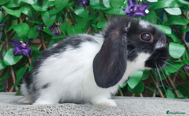 Mini Lop rabbits - Advert 17
