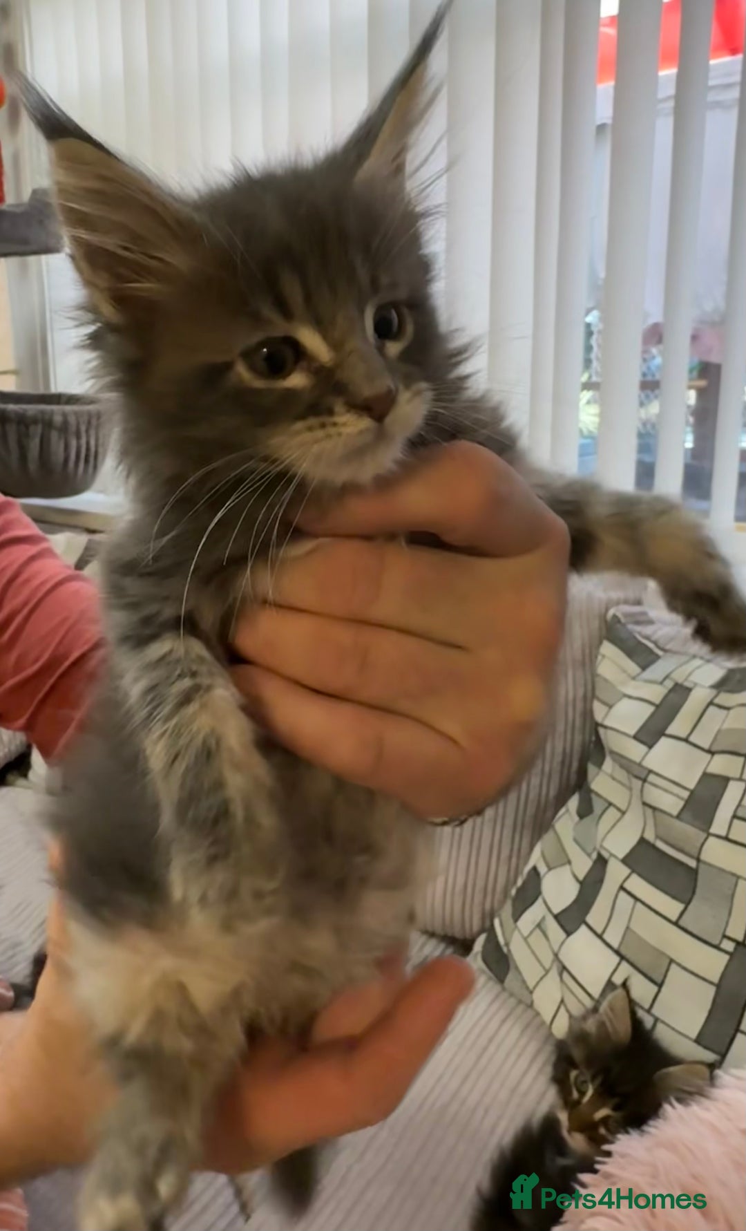 Maine Coon cats for sale: Adorable pedigree Maine coon kittens - Advert 7