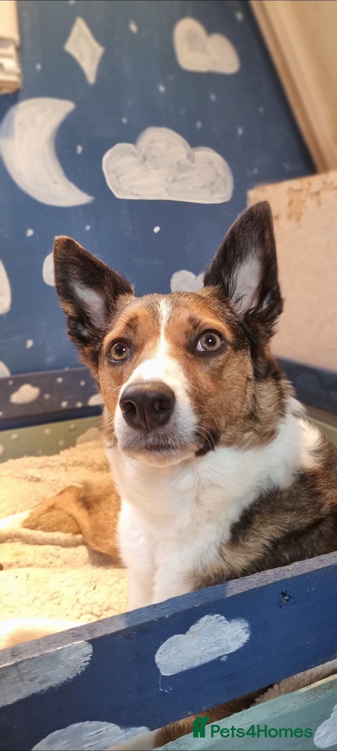 Mixed Breed dogs for sale: 3 x Border collie cross retriever pups - Image 23