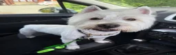 West Highland Terrier dogs for stud: KC Registered West Highland White Terrier *STUD* - Advert 10