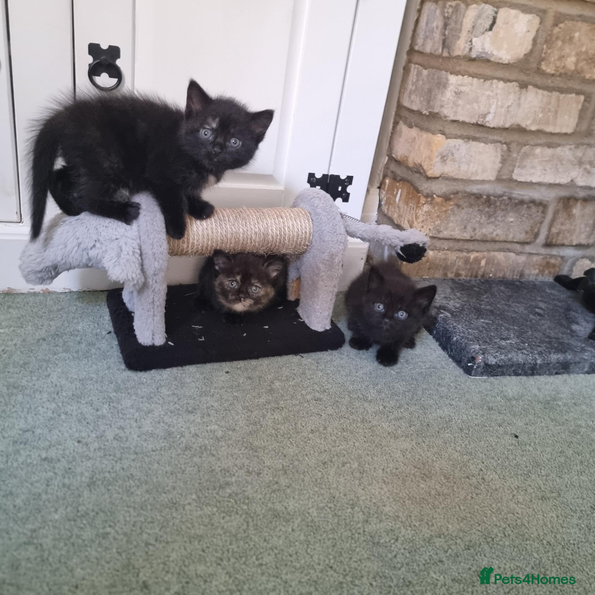 Mixed Breed cats Scottish straight cross kittens - Advert 2