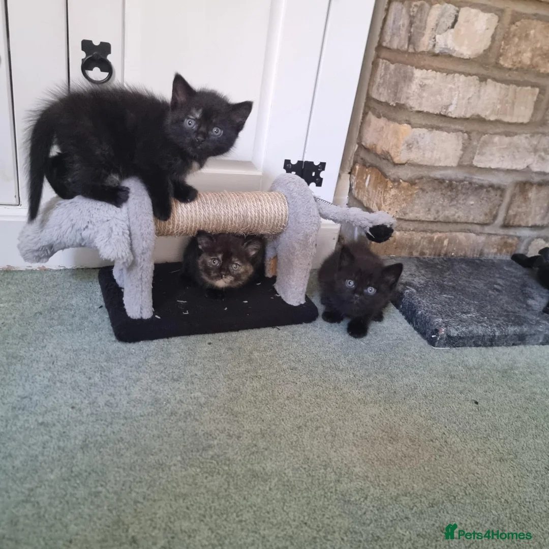 Mixed Breed cats for sale: Scottish straight cross kittens - Advert 1
