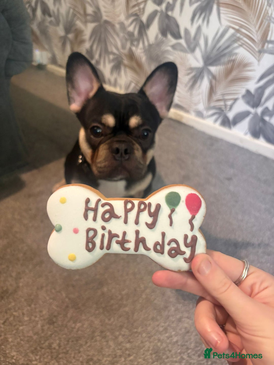 French Bulldog dogs for sale: French bulldog 13 months old - Advert 3