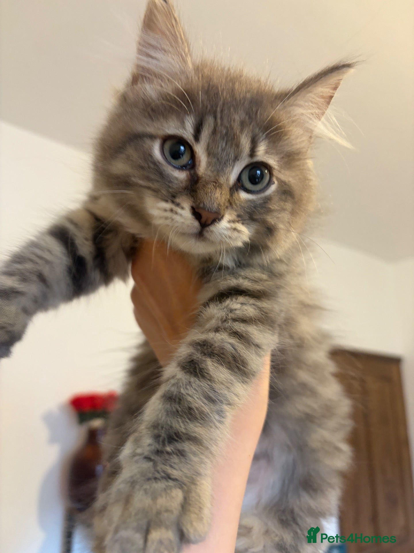 Siberian cats Two mix Siberian girls!! - Advert 3