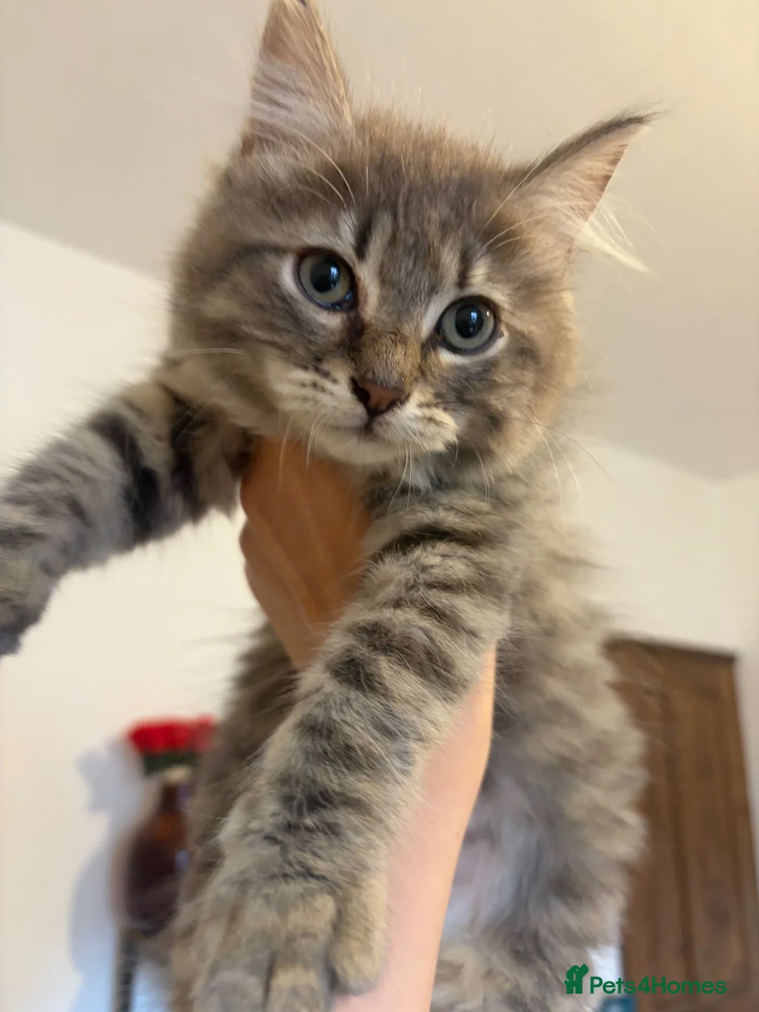 Siberian cats for sale: Two mix Siberian girls!! - Advert 1