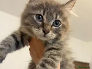 Siberian cats Two mix Siberian girls!! - Advert 5