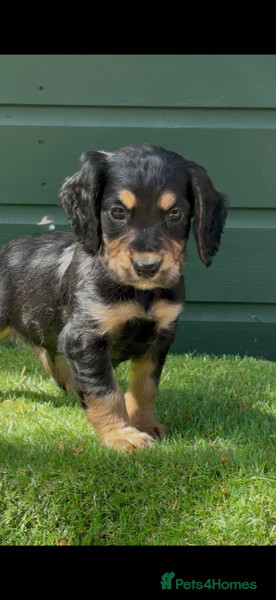 Cocker Spaniel dogs Stunning Cocker Spaniels Fully Health Tested - Advert 2
