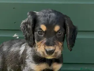 Cocker Spaniel dogs for sale: Stunning Cocker Spaniels Fully Health Tested - Advert 2