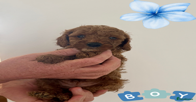Cavapoo dogs - Advert 8