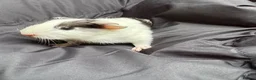 Guinea Pig rodents for sale: 8wonderful guinea pigs - Advert 6