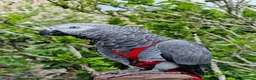 Parrots birds for sale: African grey parrot  - Advert 10