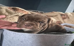 English Bulldog dogs for sale: Bulldog puppies - Image 15