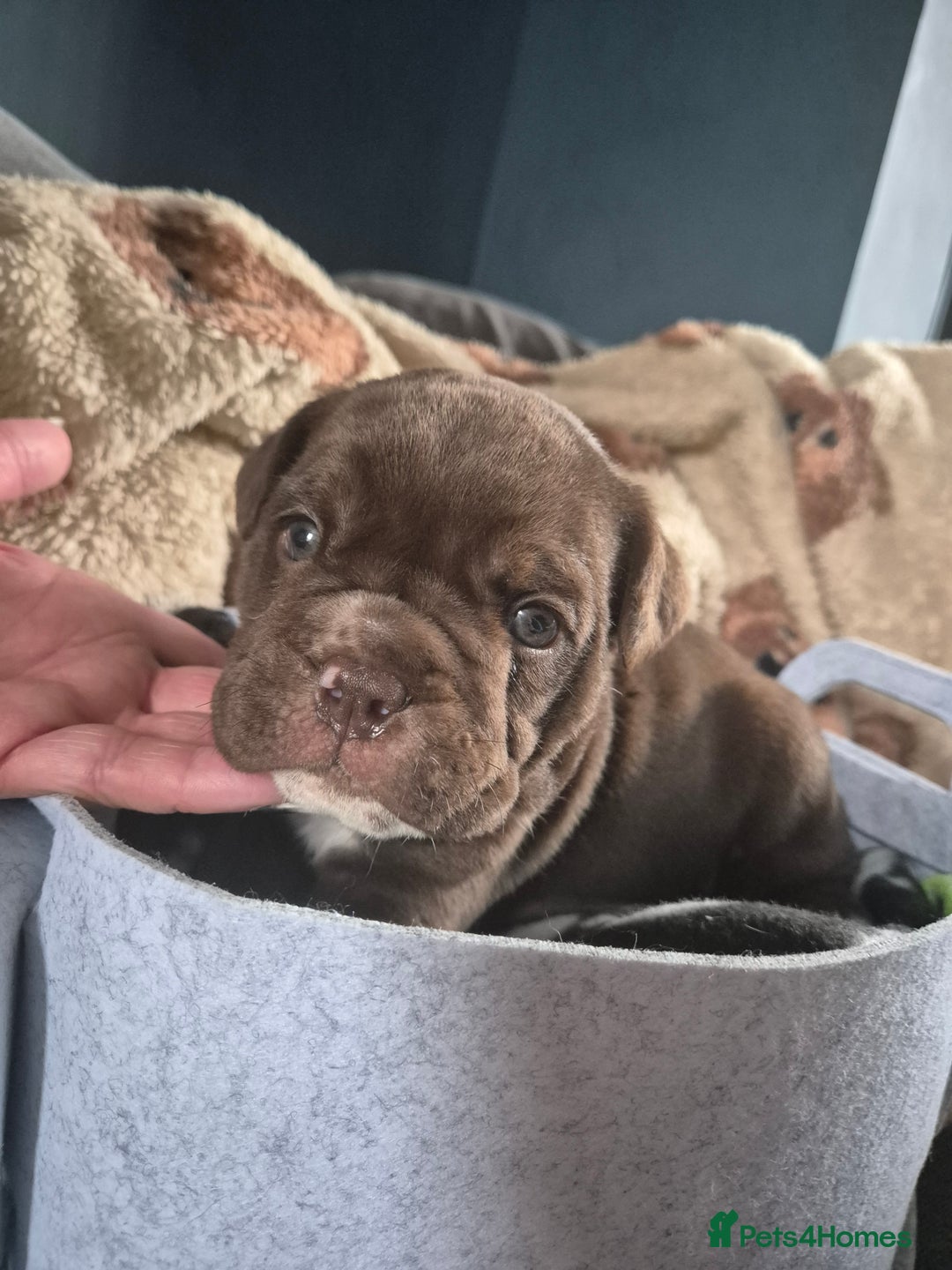 English Bulldog dogs for sale: Bulldog puppies - Image 15
