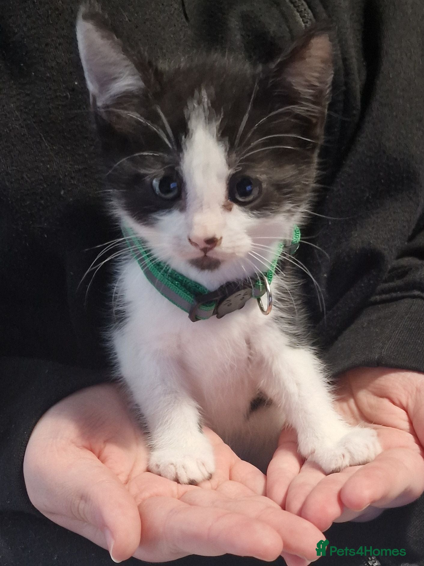 Mixed Breed cats Kittens ready to rehome - Advert 8