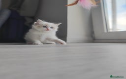 Ragdoll cats for sale: Purebred and Cute Ragdoll in Cardiff - Image 7