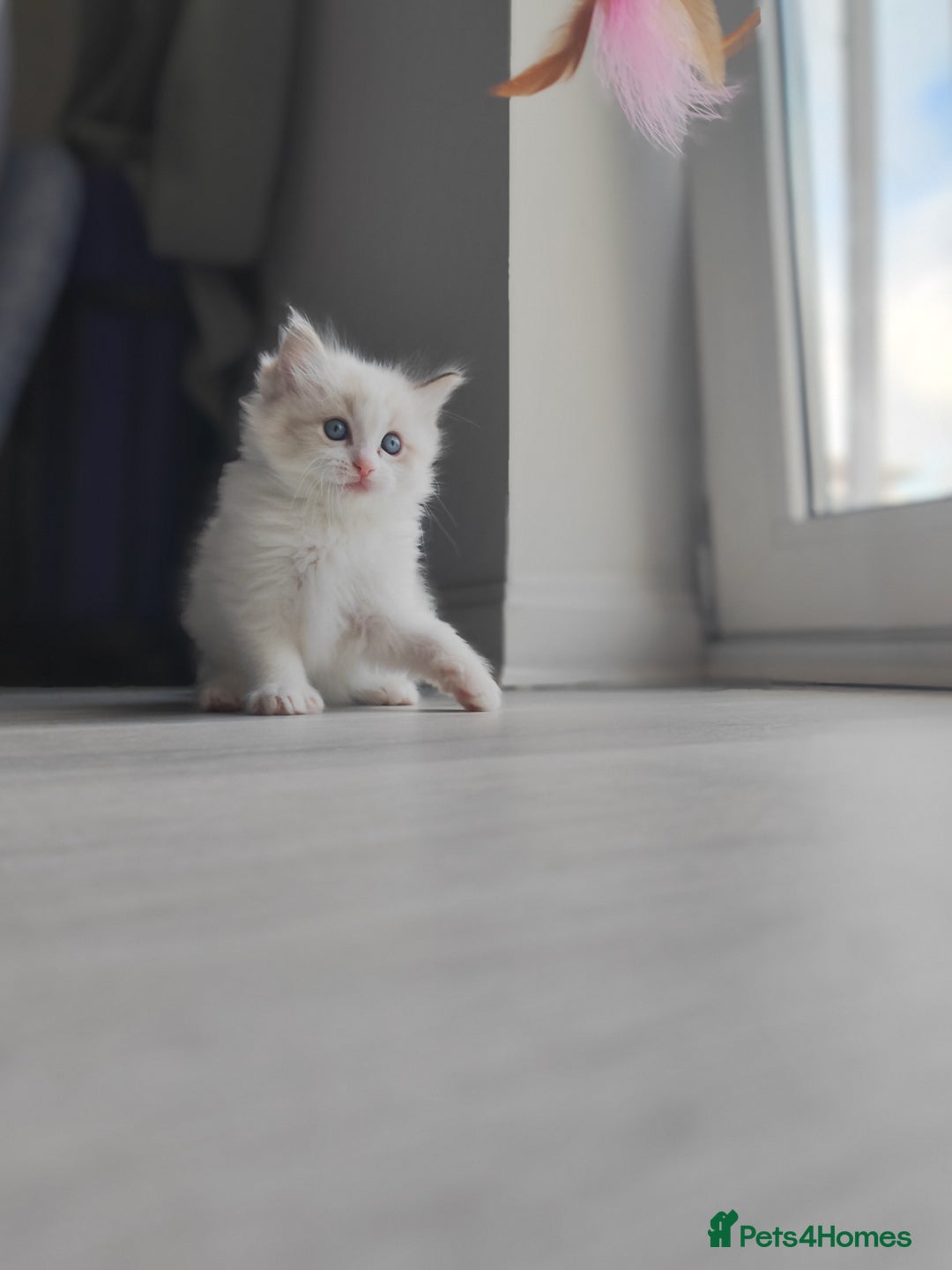 Ragdoll cats for sale: Purebred and Cute Ragdoll in Cardiff - Image 7